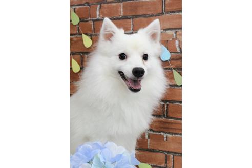 販売中の日本スピッツの親犬